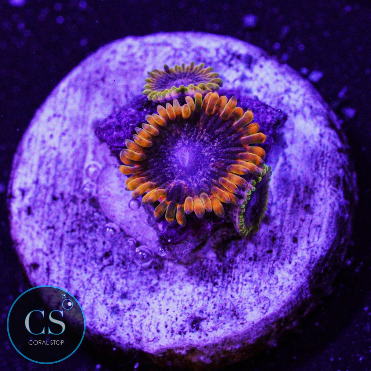 Ziggy Marley Zoa