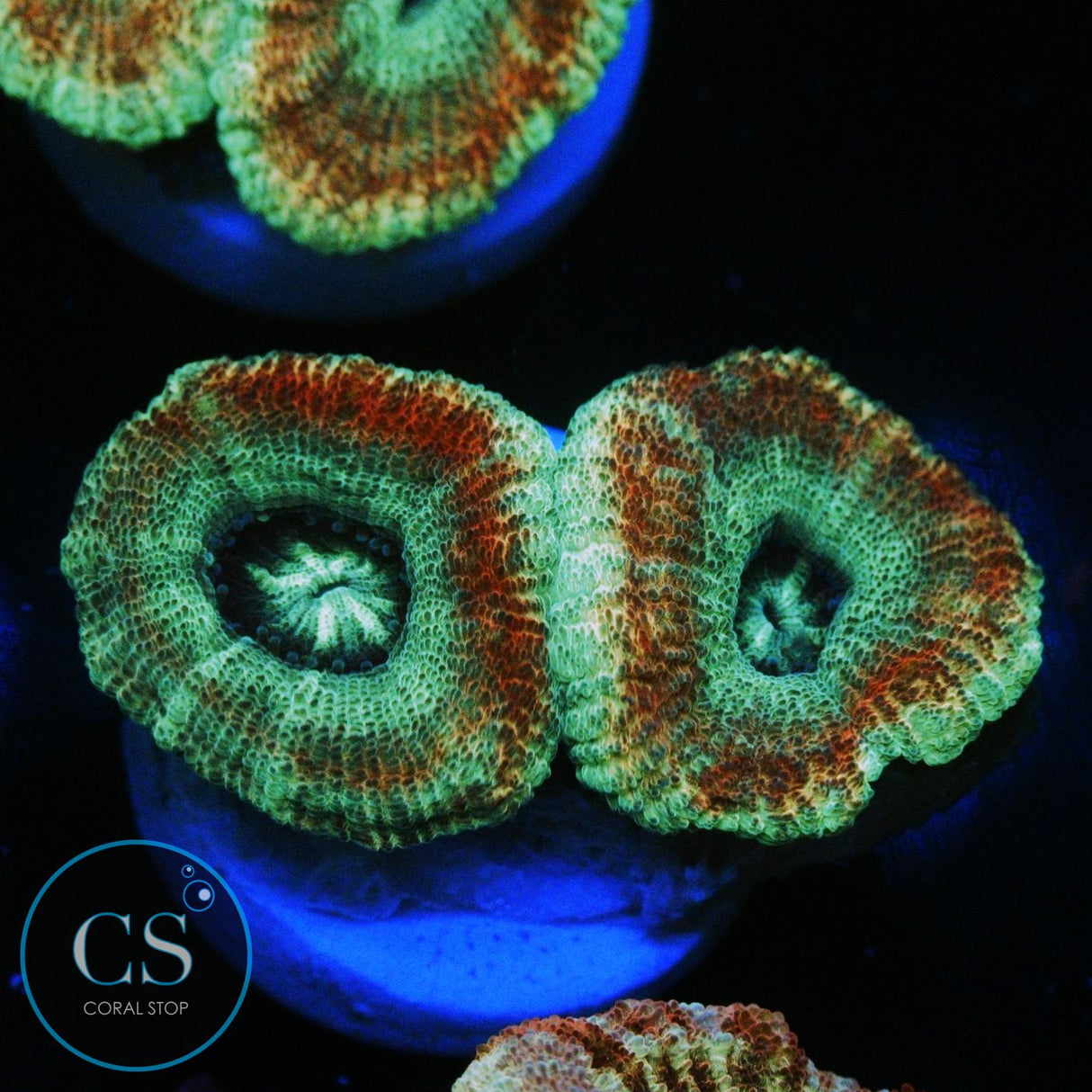 TEENAGE MUTANT NINJA TURTLES  ASIAN ACAN