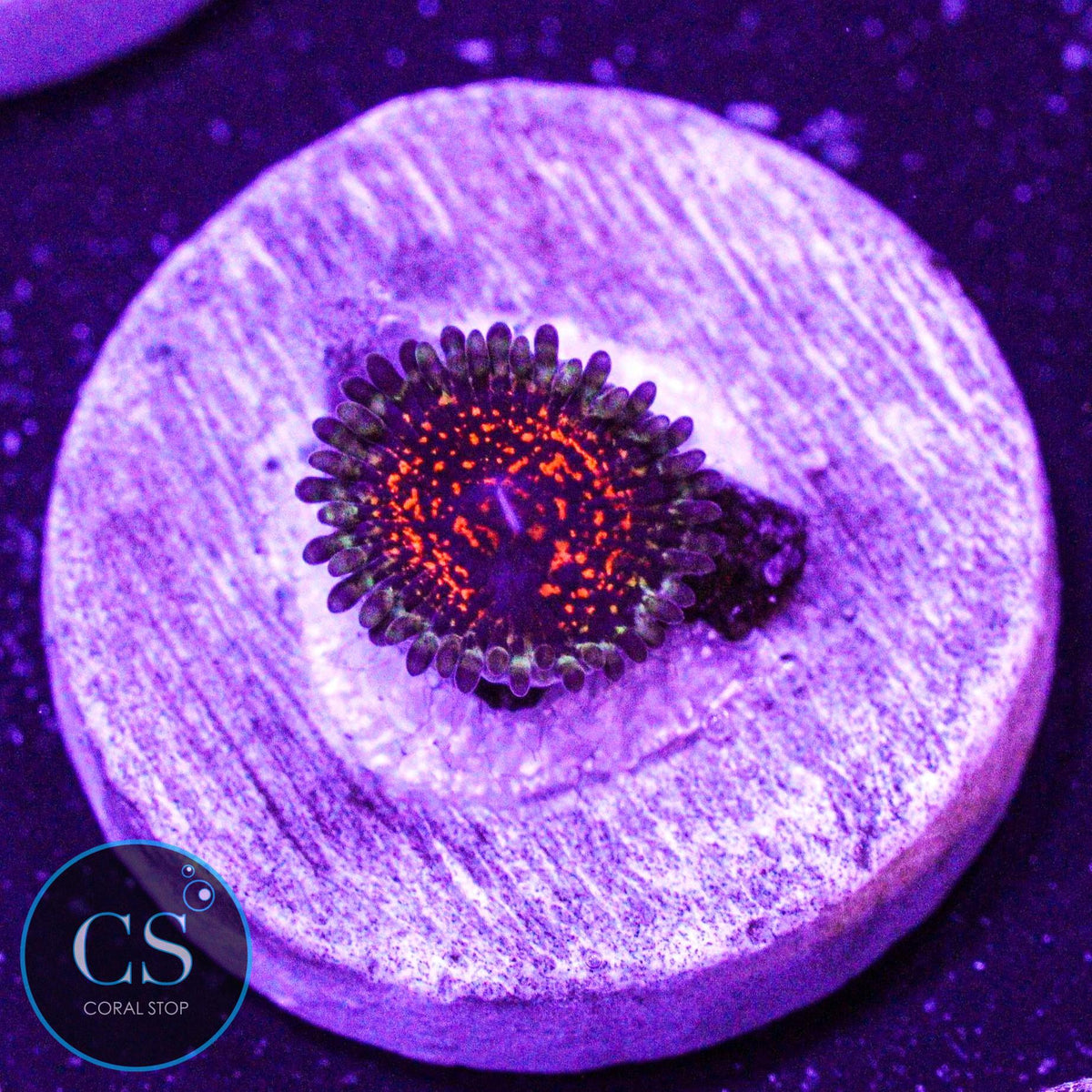 Ultimate Space Monster Zoa