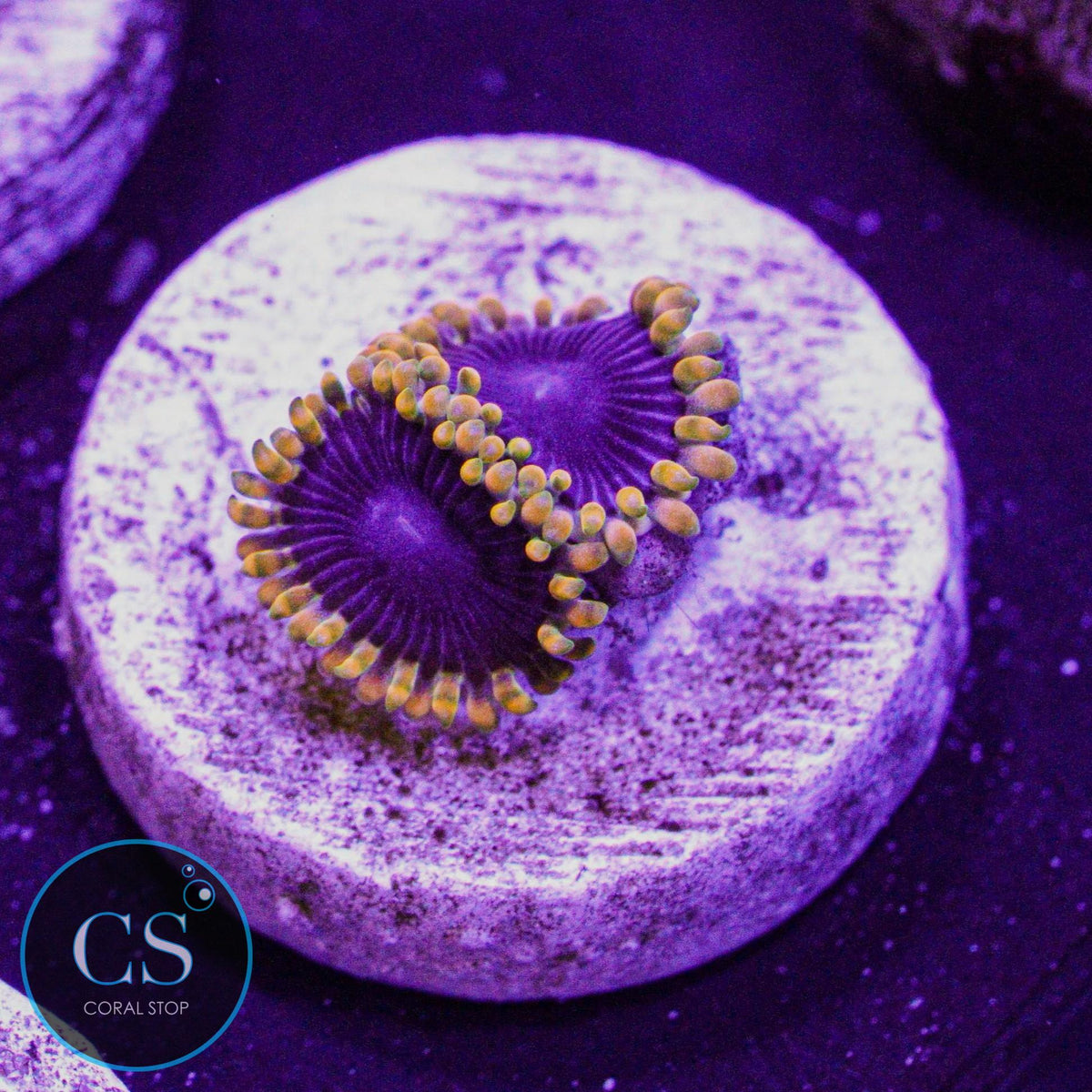 TSA Warpdive Zoa