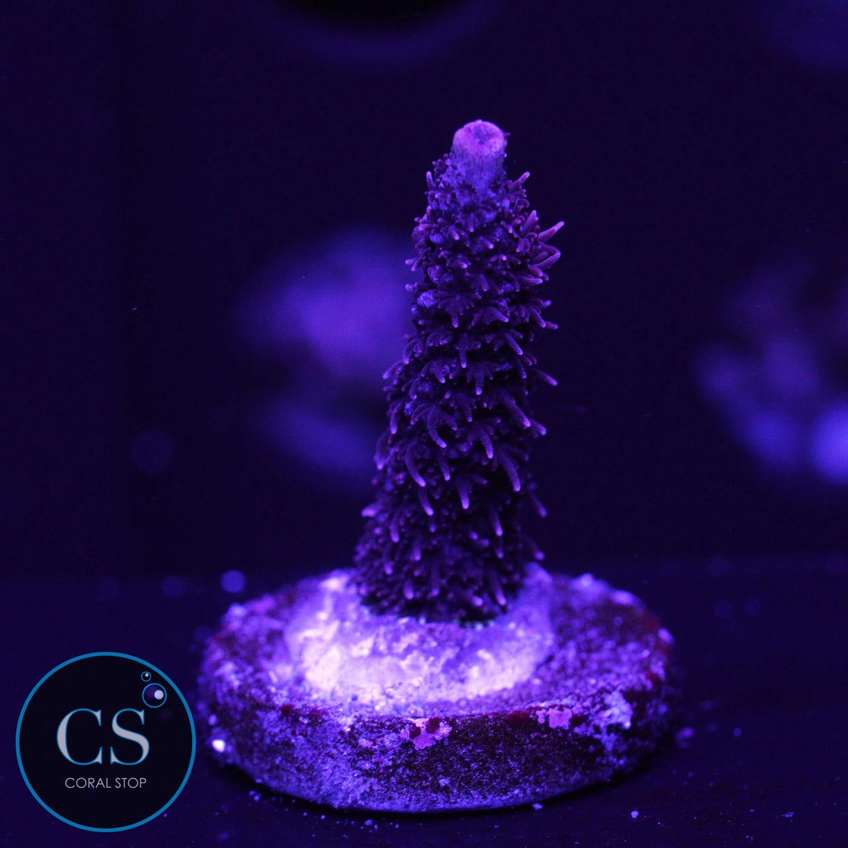 CS FUCHSIA FURY ACRO