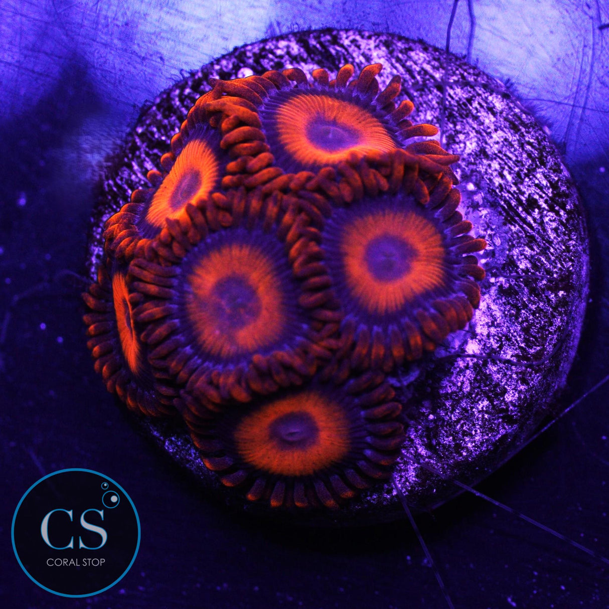 Orange Oxide Zoa