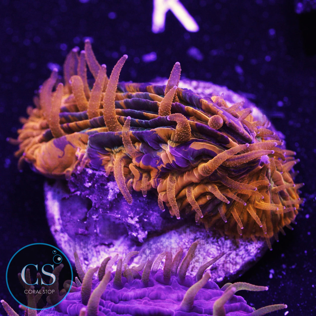 CS New Release Purple Monster Plate