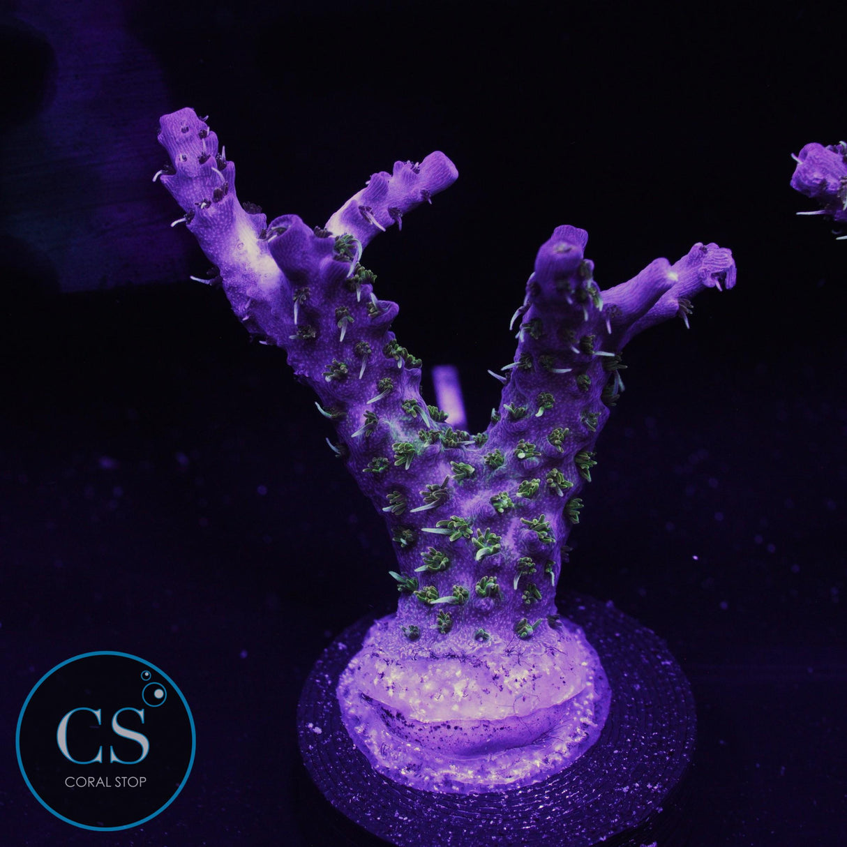 CB Gum Drop Acro