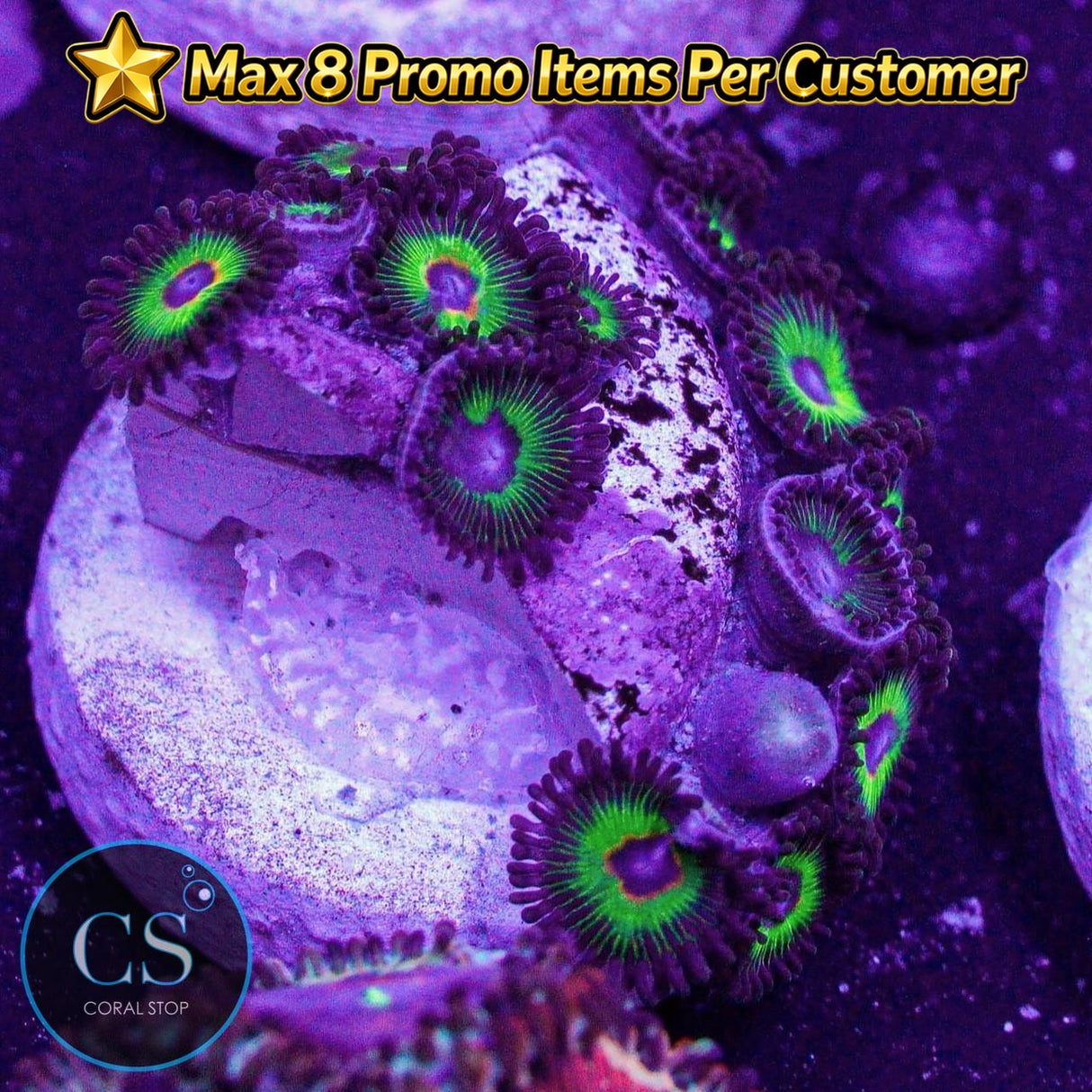 WWC Bob Marley Zoa