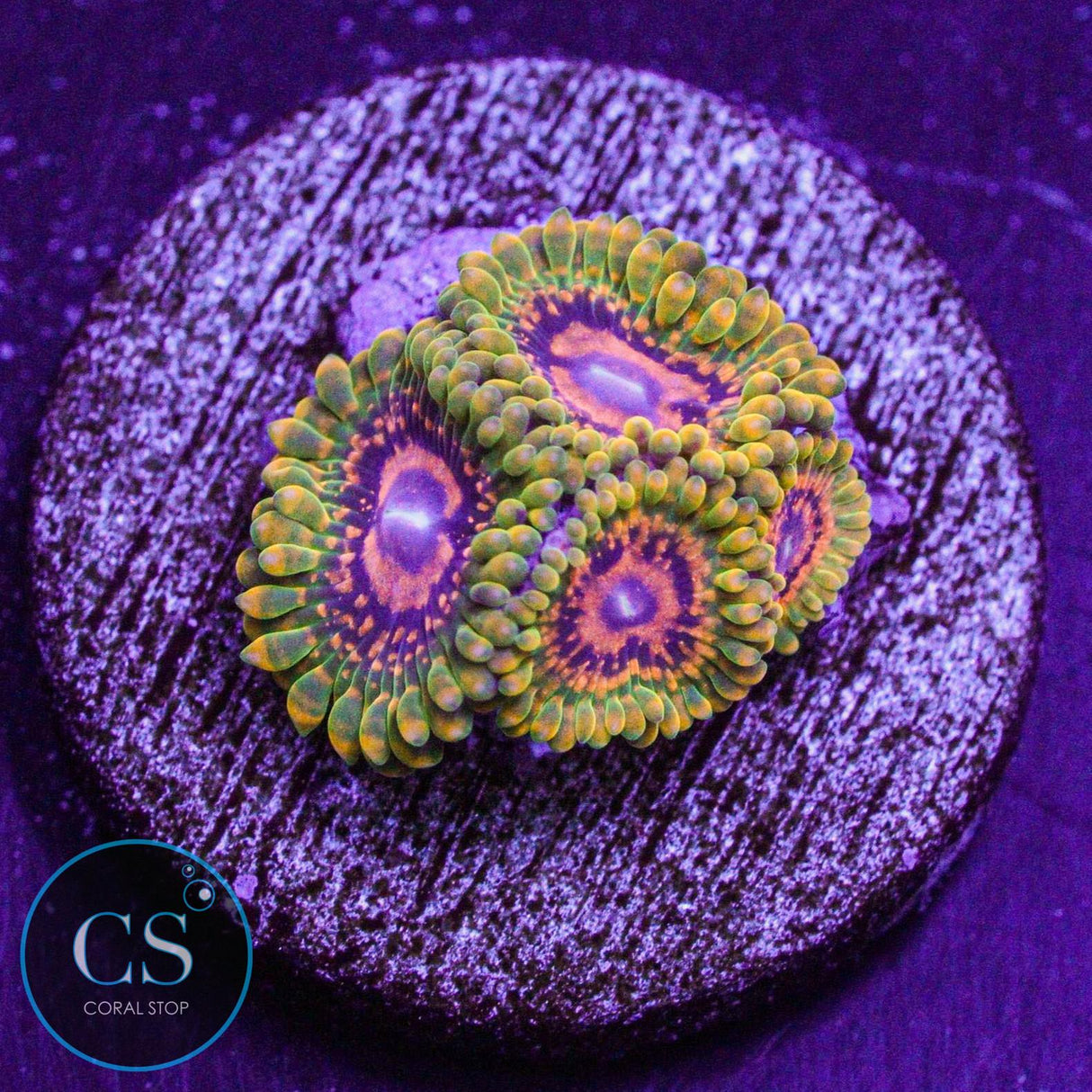 Grand Master Krak GMK Zoa