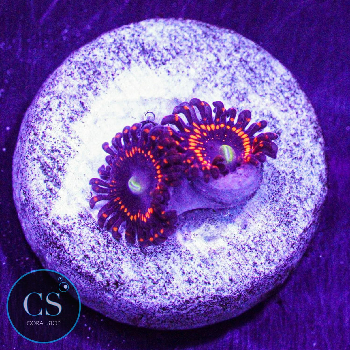 WWC Illuminati Zoa