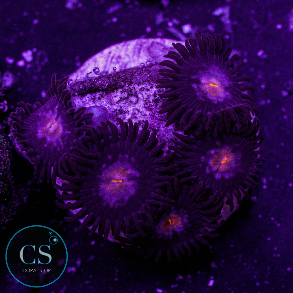 JPS Mystique Zoa