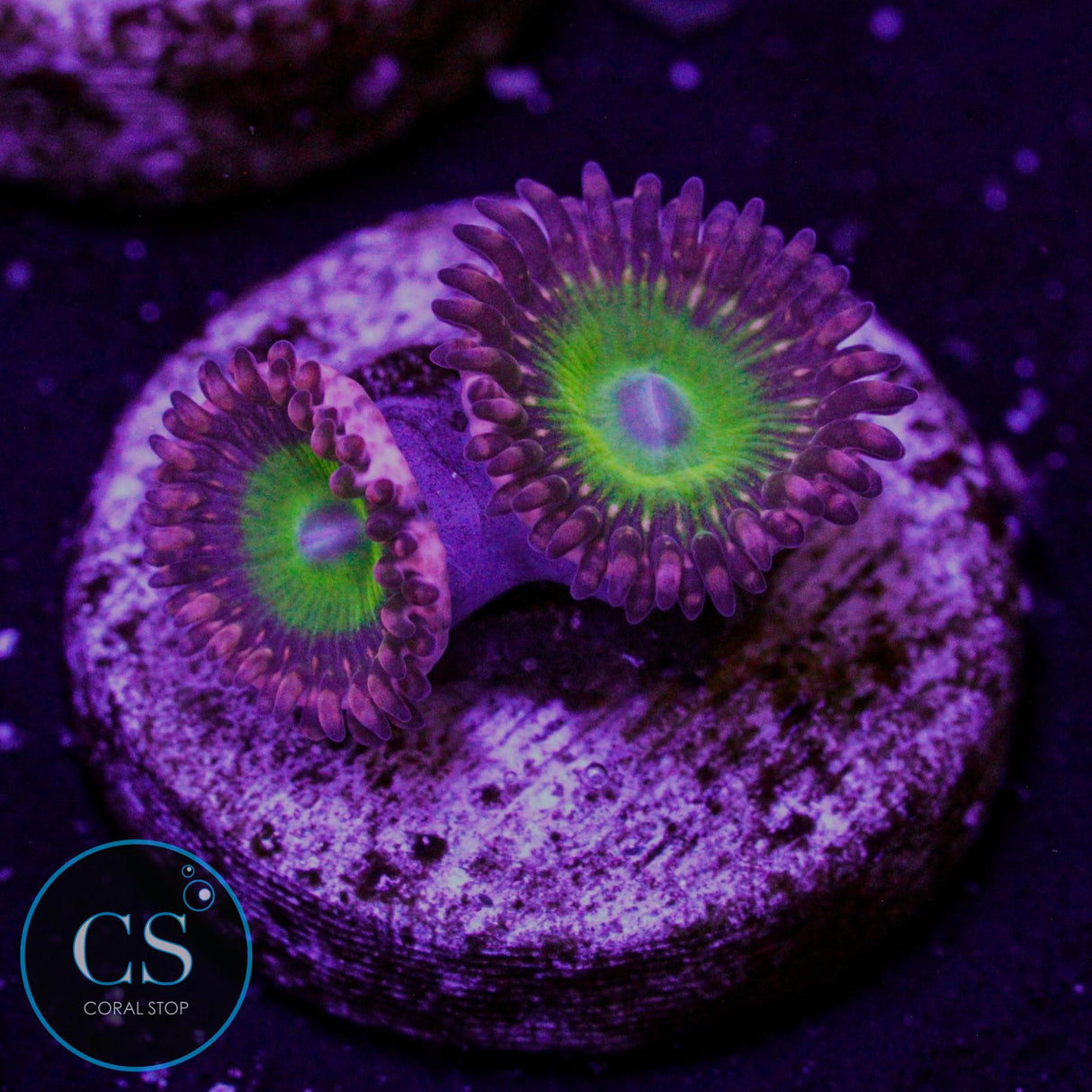 CB Omega Zoa