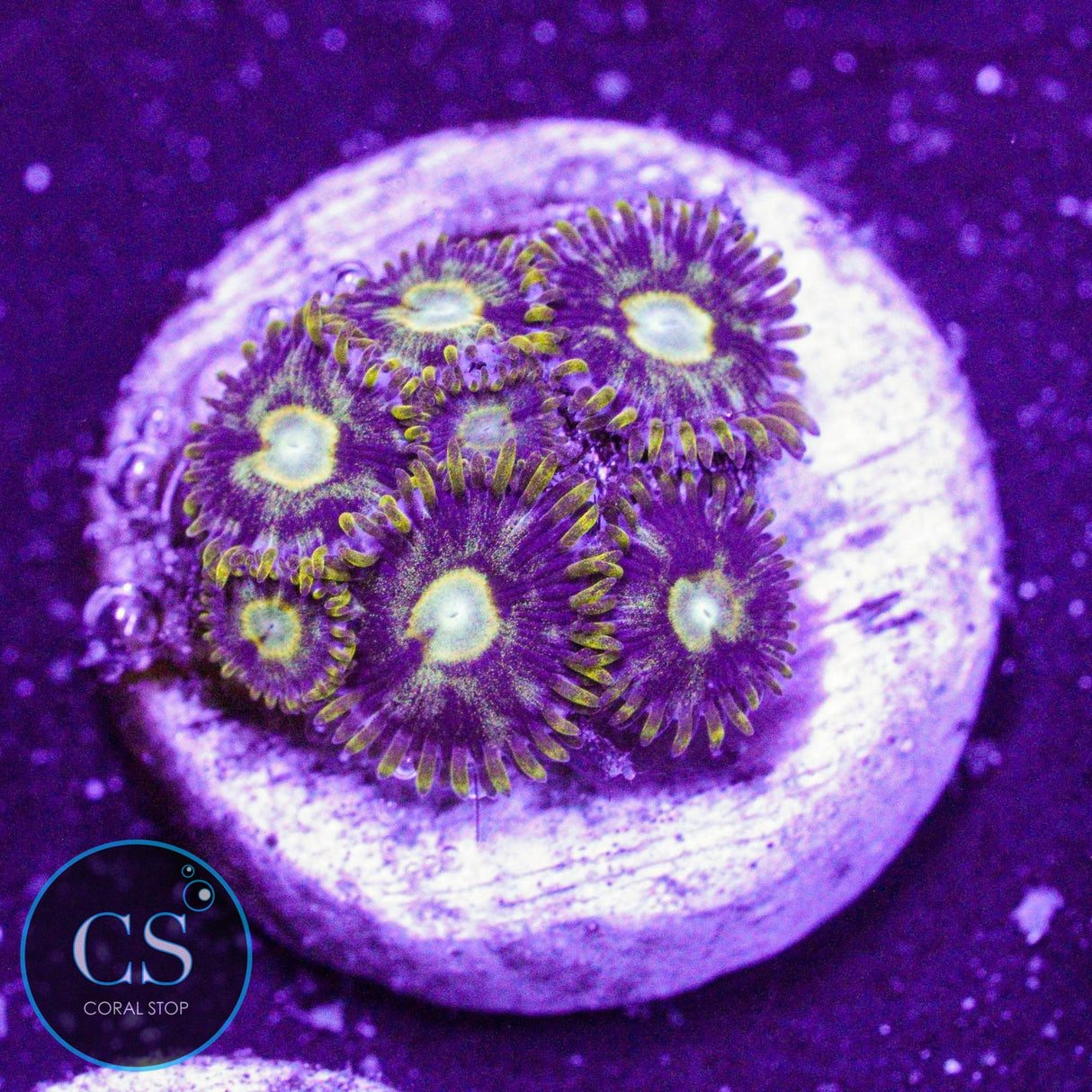 Murder Hornet Zoa