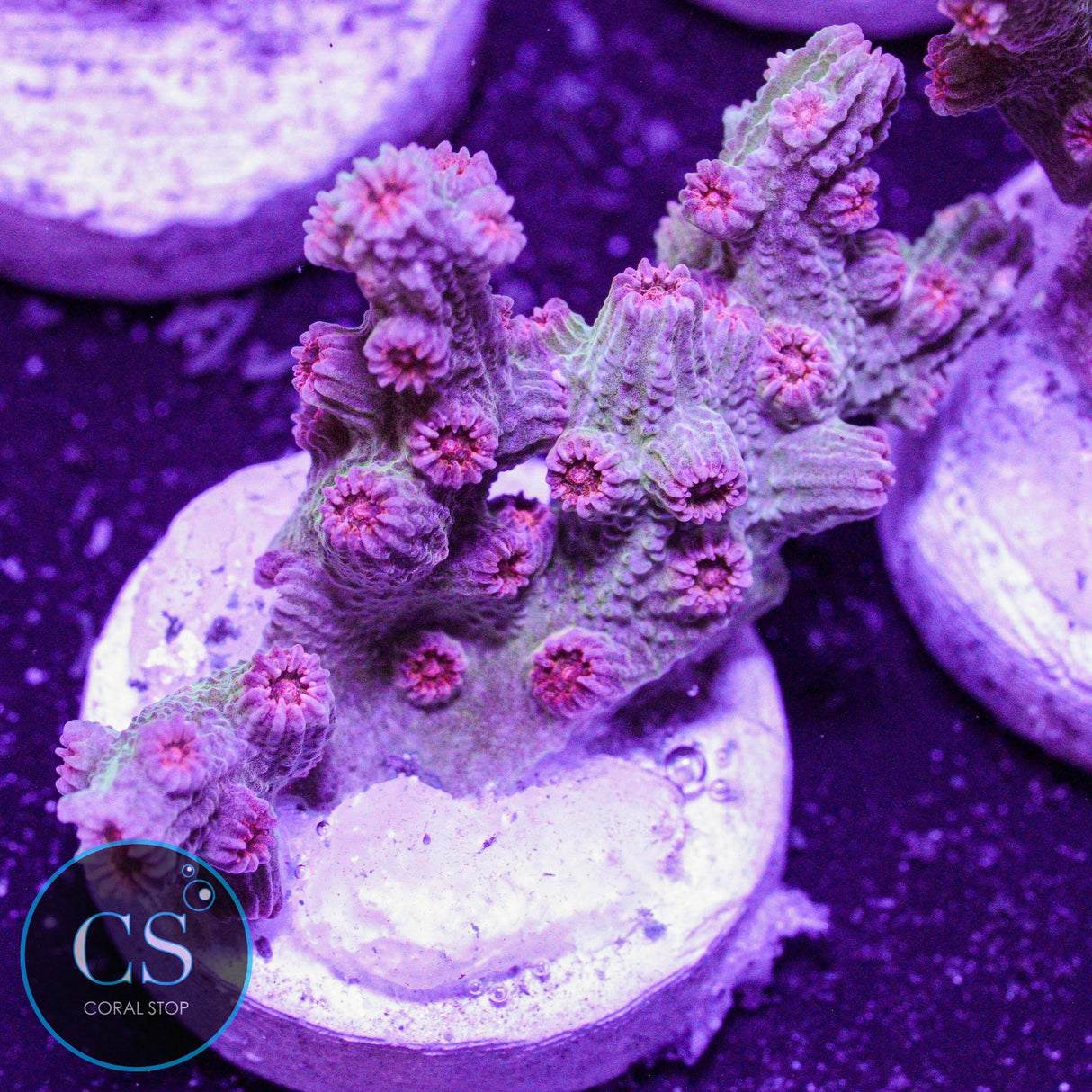 Branching Meteor Shower Cyphastrea