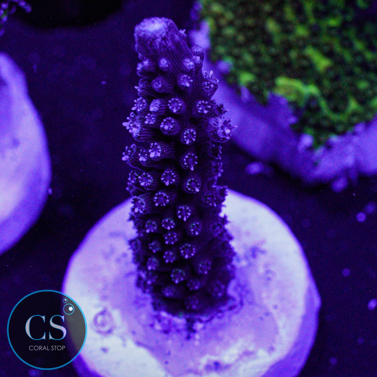 CC Blue Stag Acro