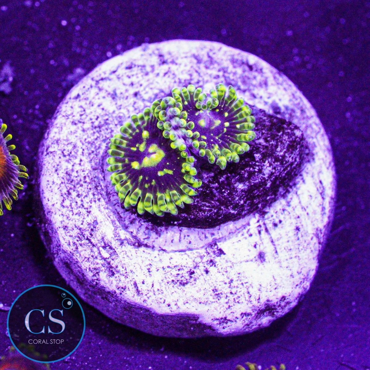 Exosphere Zoa