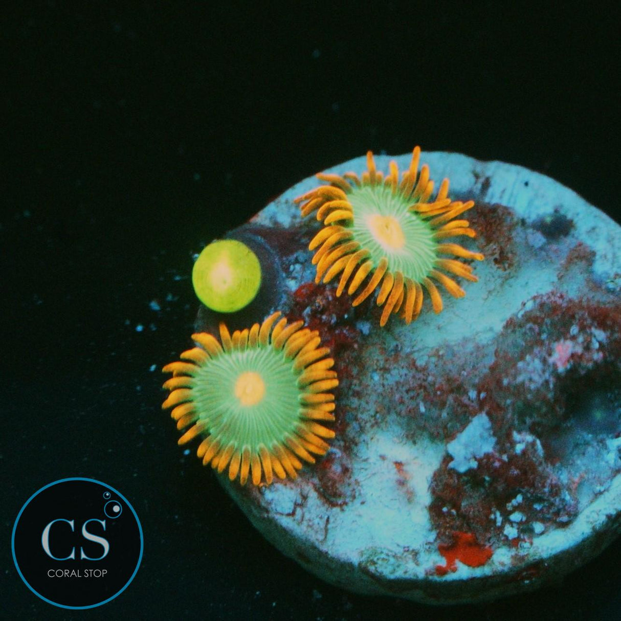GATORADE ZOA