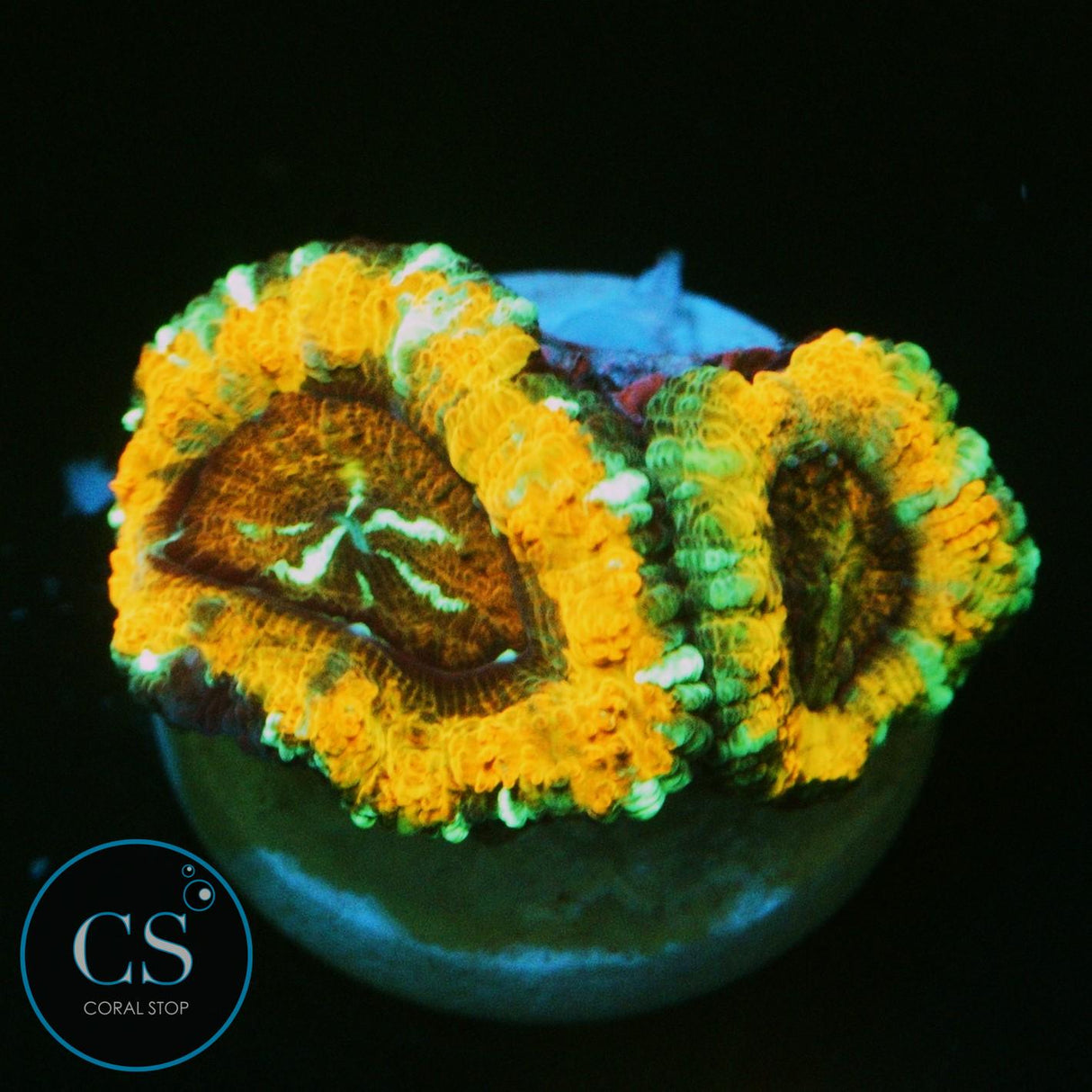 AGENT ORANGE ASIAN ACAN