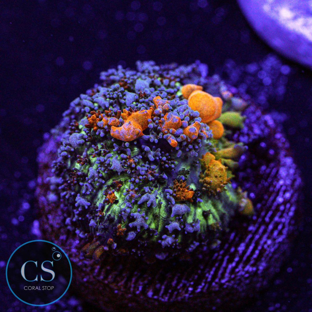 Sunkist Bounce Mushroom