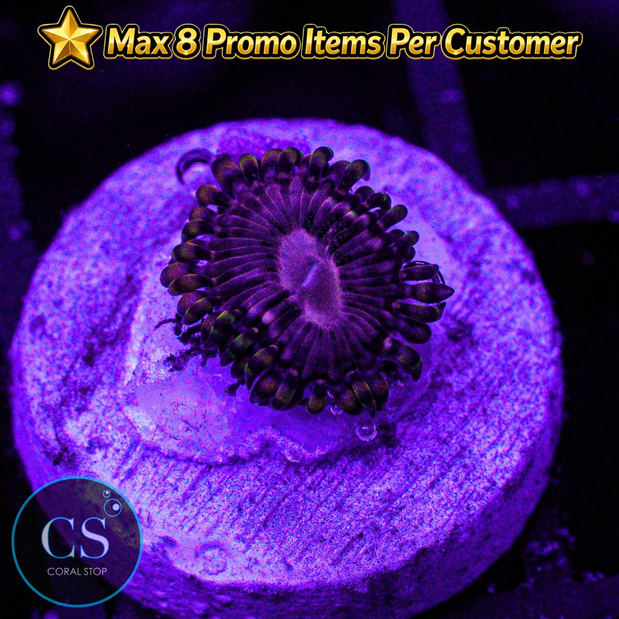 RR Koala Eye Zoa
