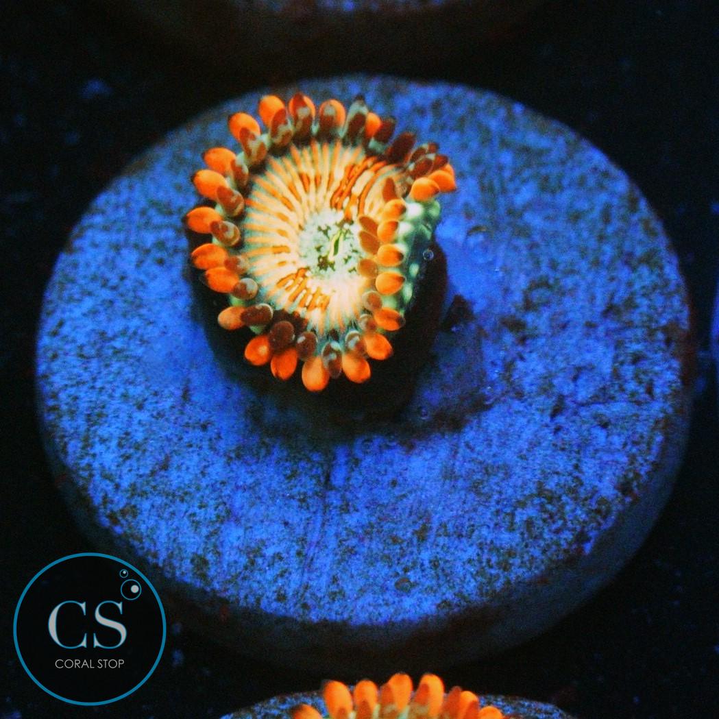 CB WHITE ZOMBIES ZOA