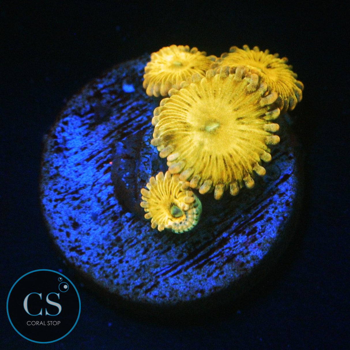 SIMPSONS DONUT ZOA