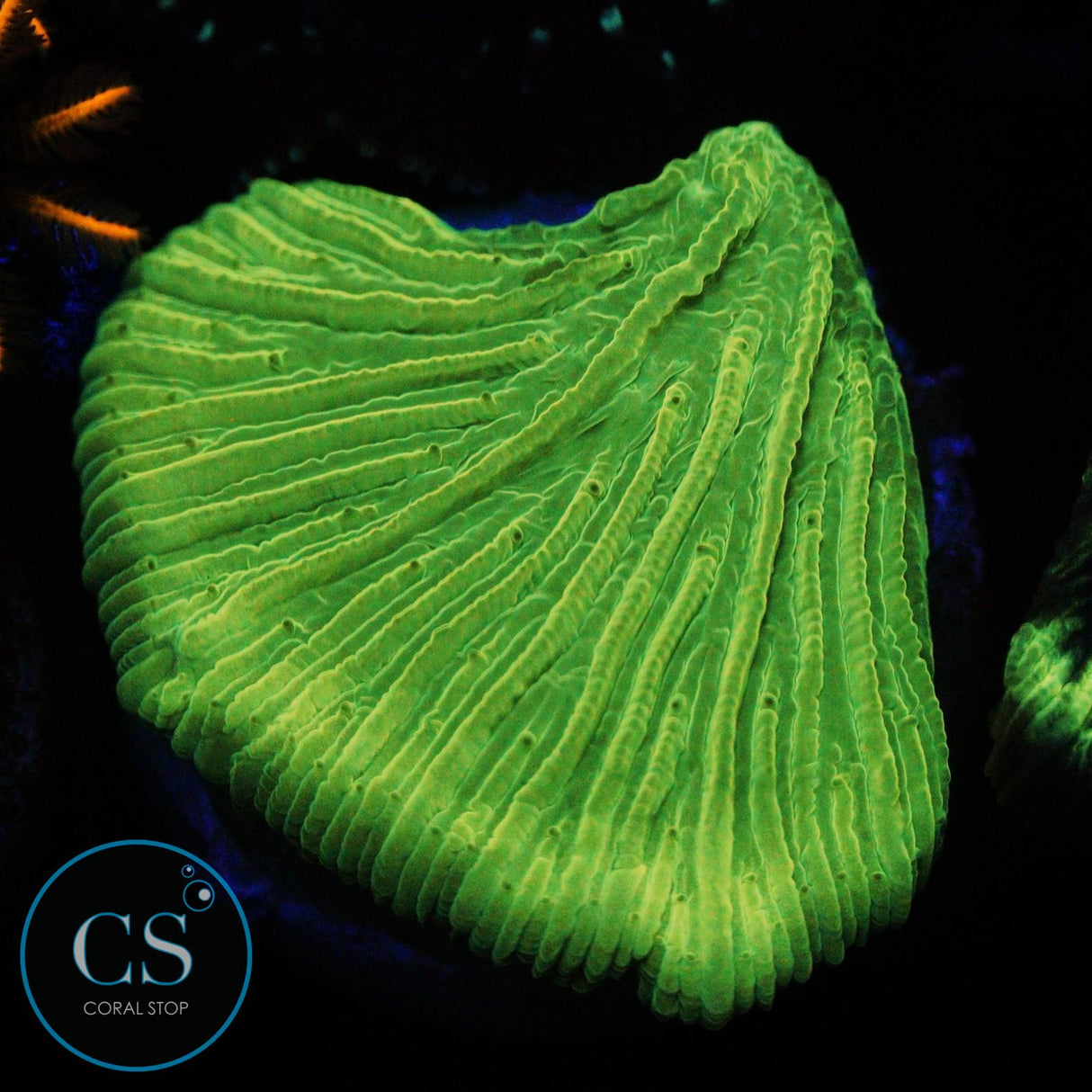KRYPTONITE DIASERIS PLATE