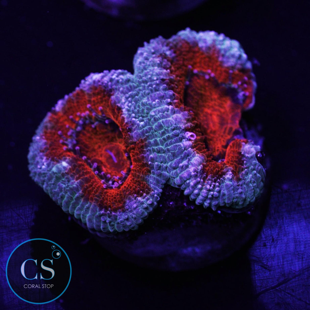 Fire And Ice Acan