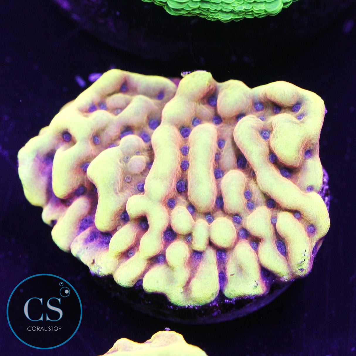 RR Crazy T Montipora