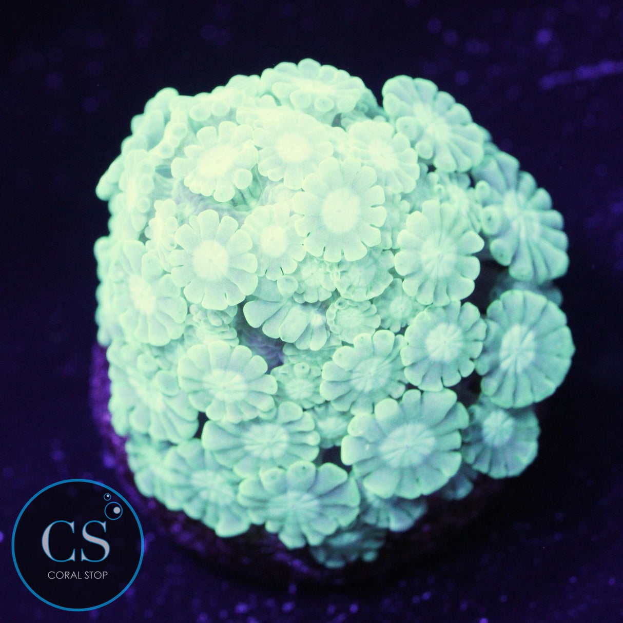 Green Branch Alveopora