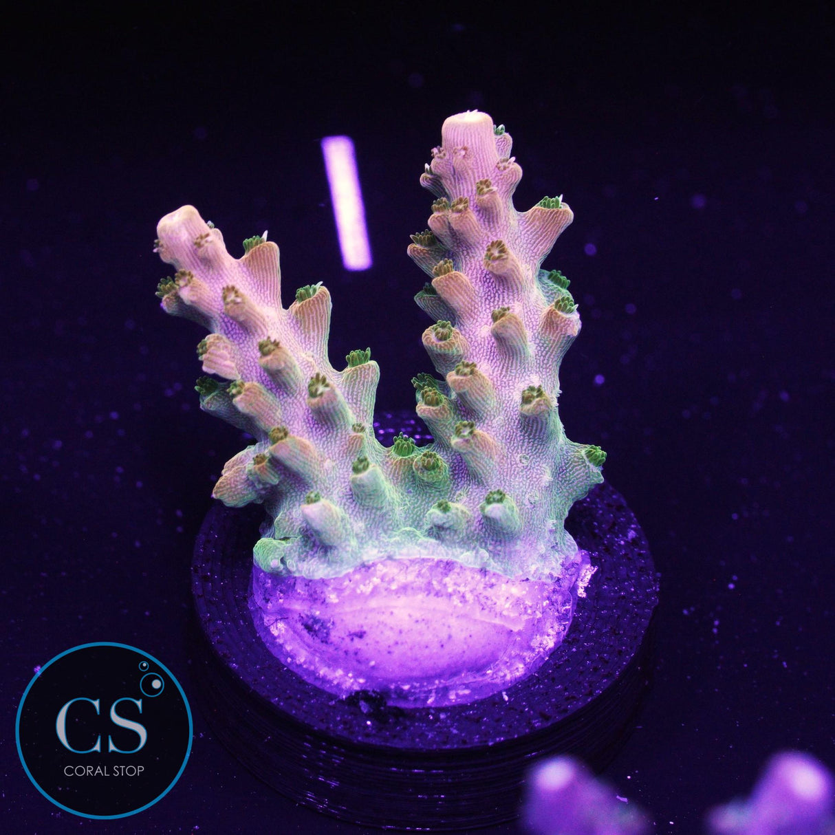 TGC Orange Creamsicle Acro