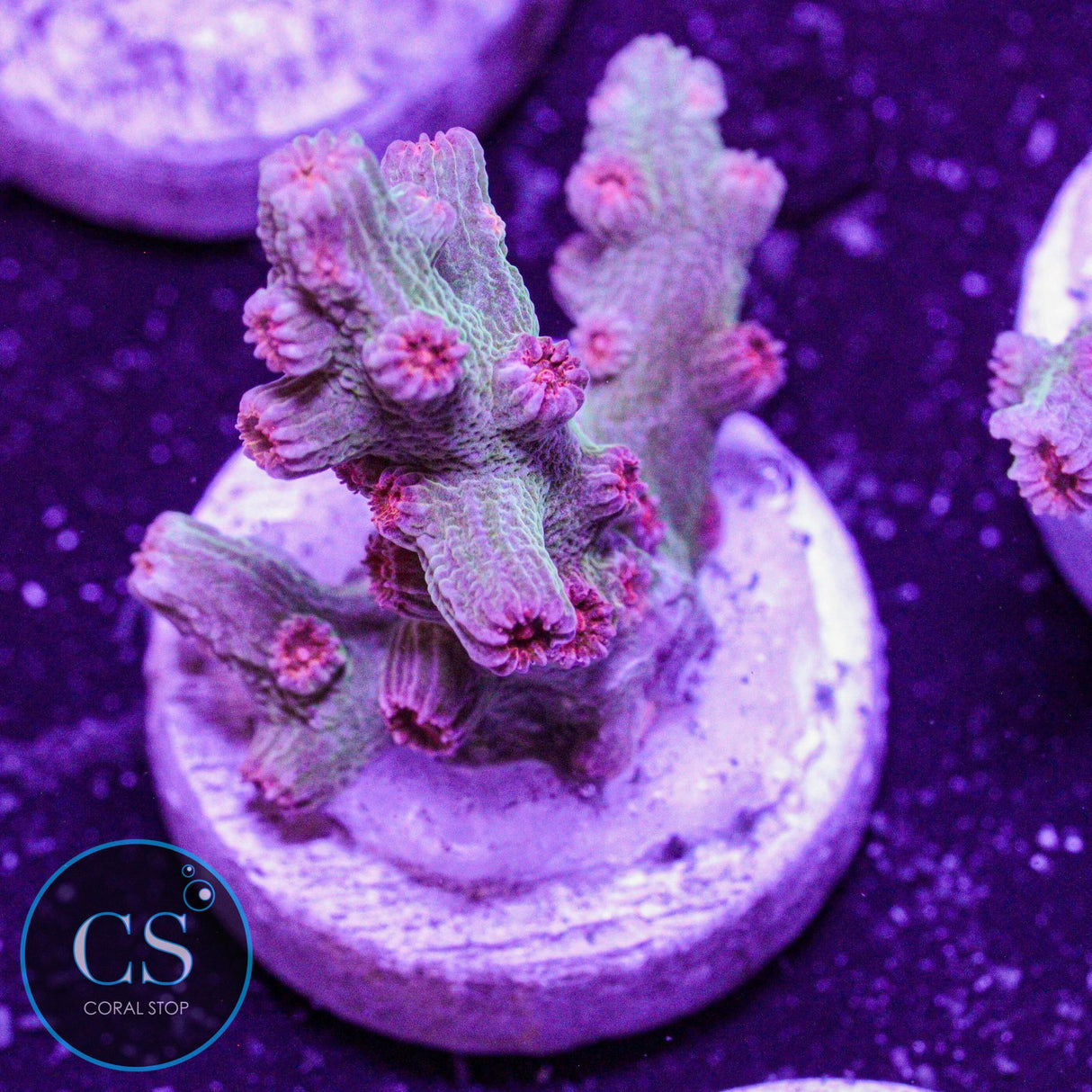 Branching Meteor Shower Cyphastrea