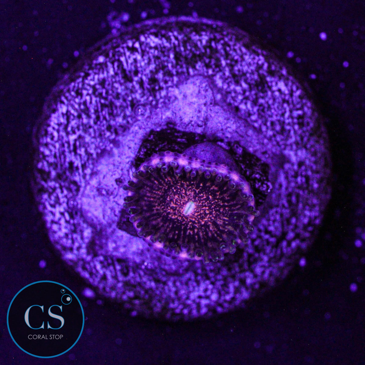 Gizmo Zoa