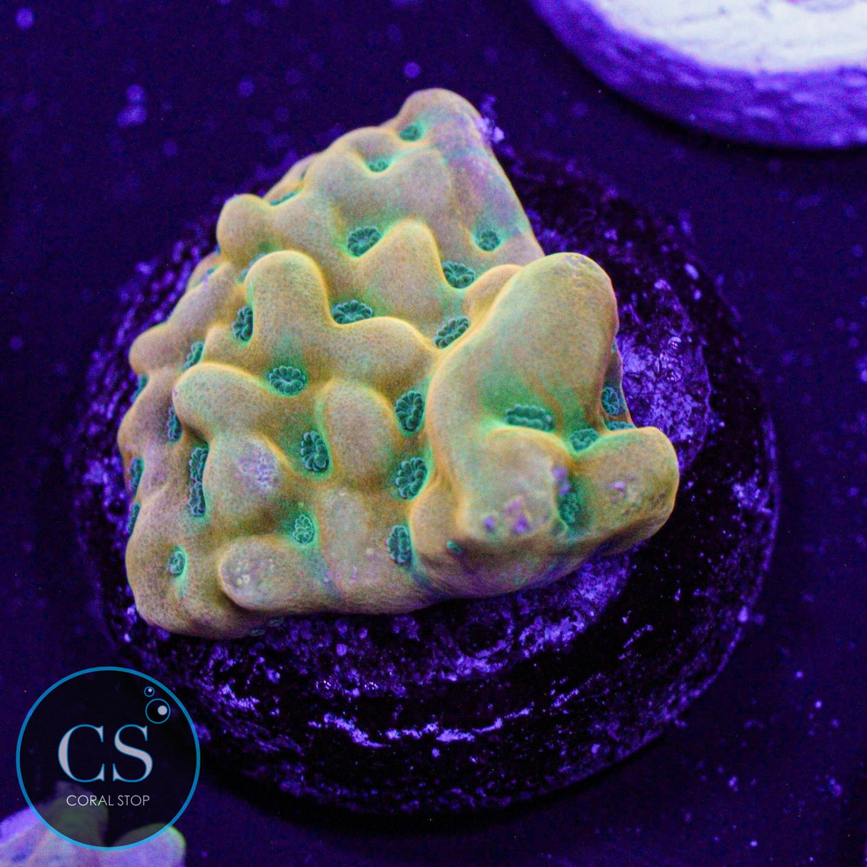 WWC Kung Pao Montipora