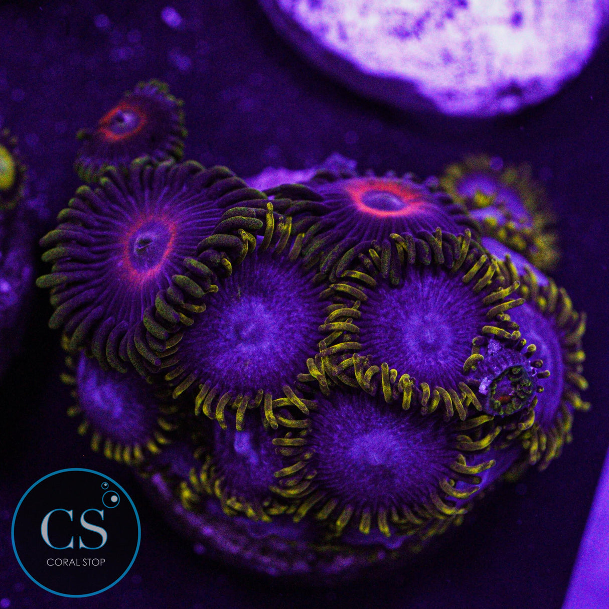 Combo Zoa
