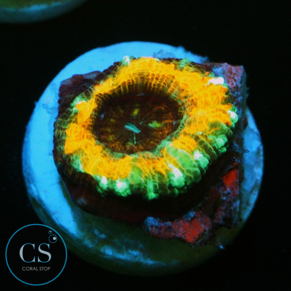 AGENT ORANGE ASIAN ACAN