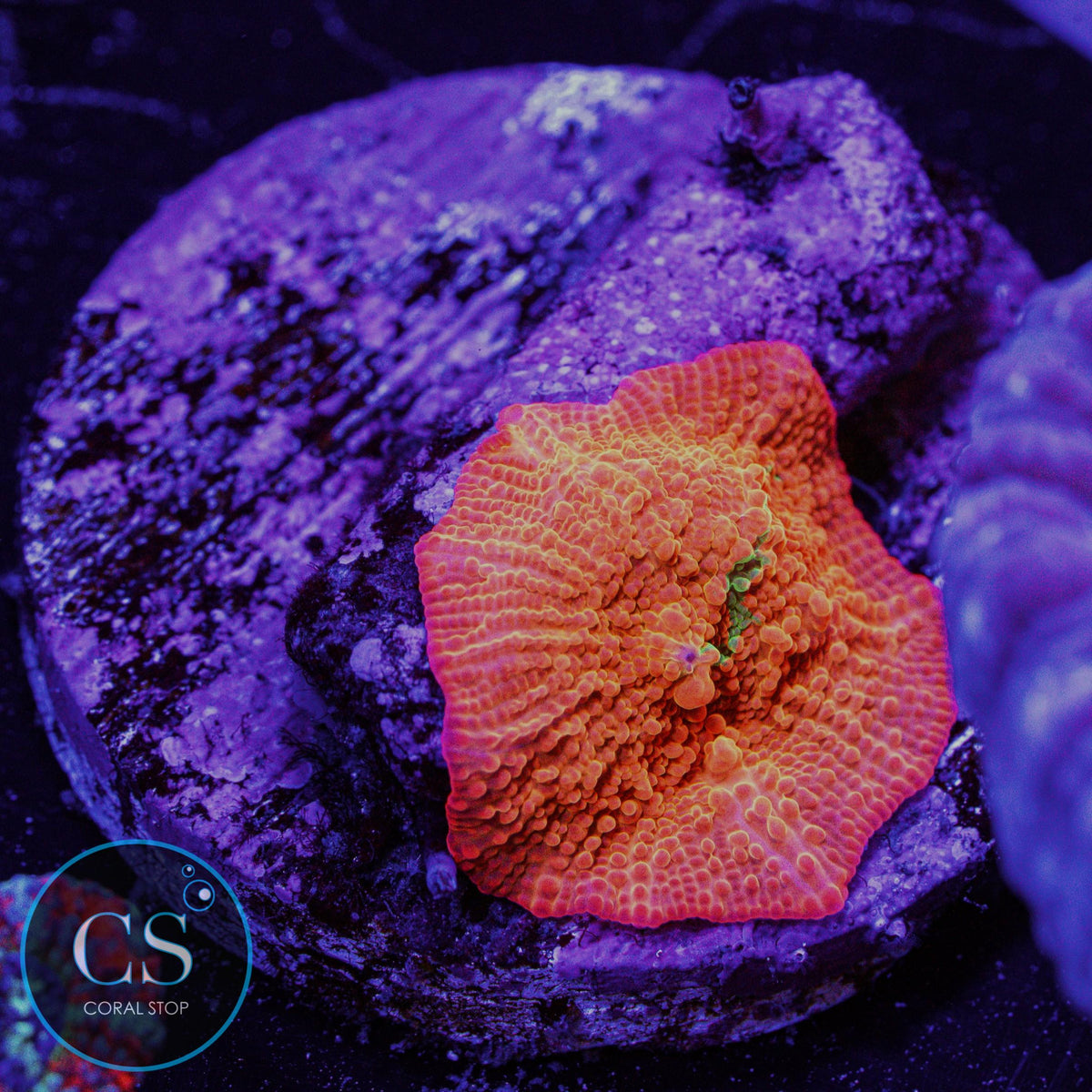 Candy Crush Jawbreaker Mushroom