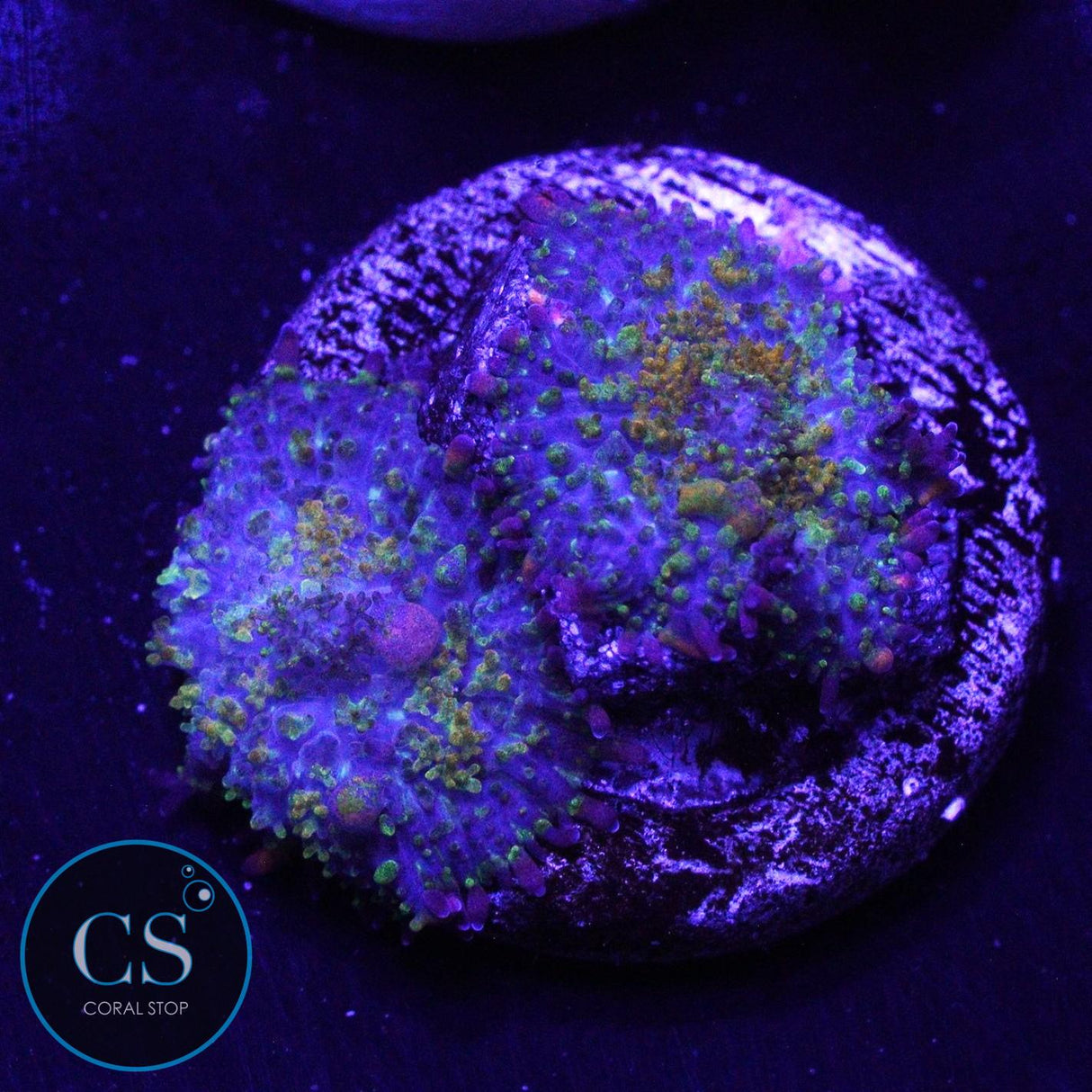 2 GONZO GOLD DRAGON BOUNCE MUSHROOMS