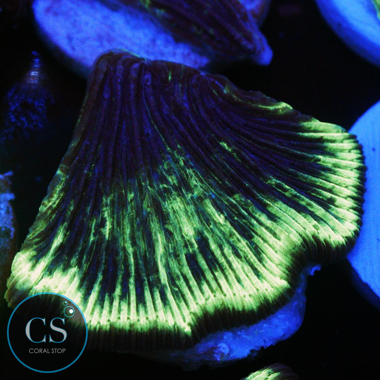 LAZER GRAPE DIASERIS PLATE