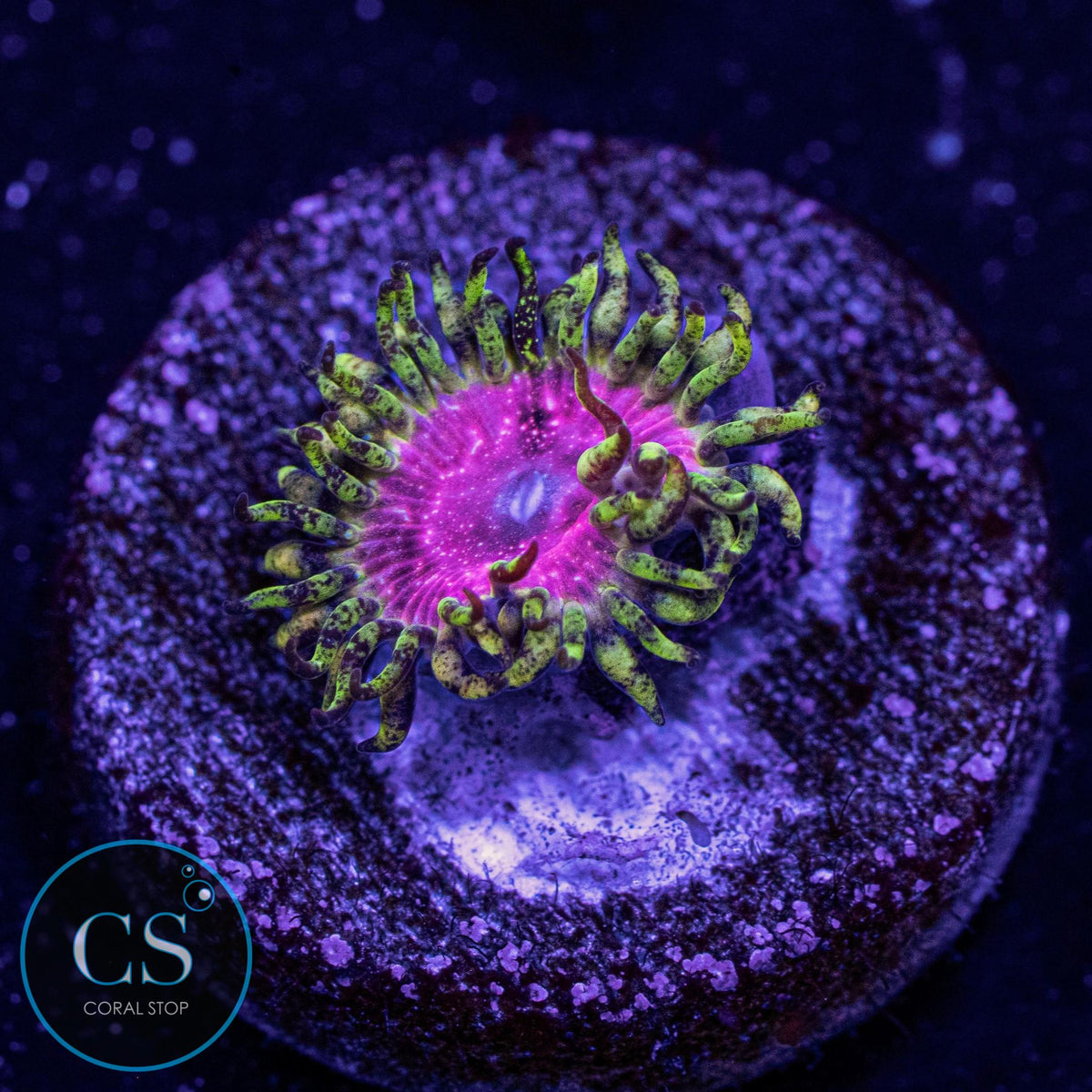 Strawberry Wine Zoa