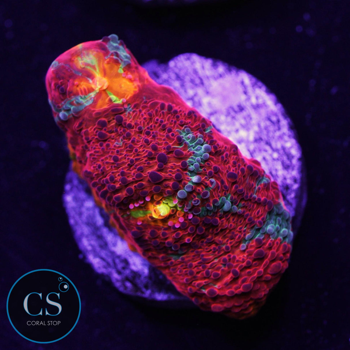 Rainbow Jellybean Chalice