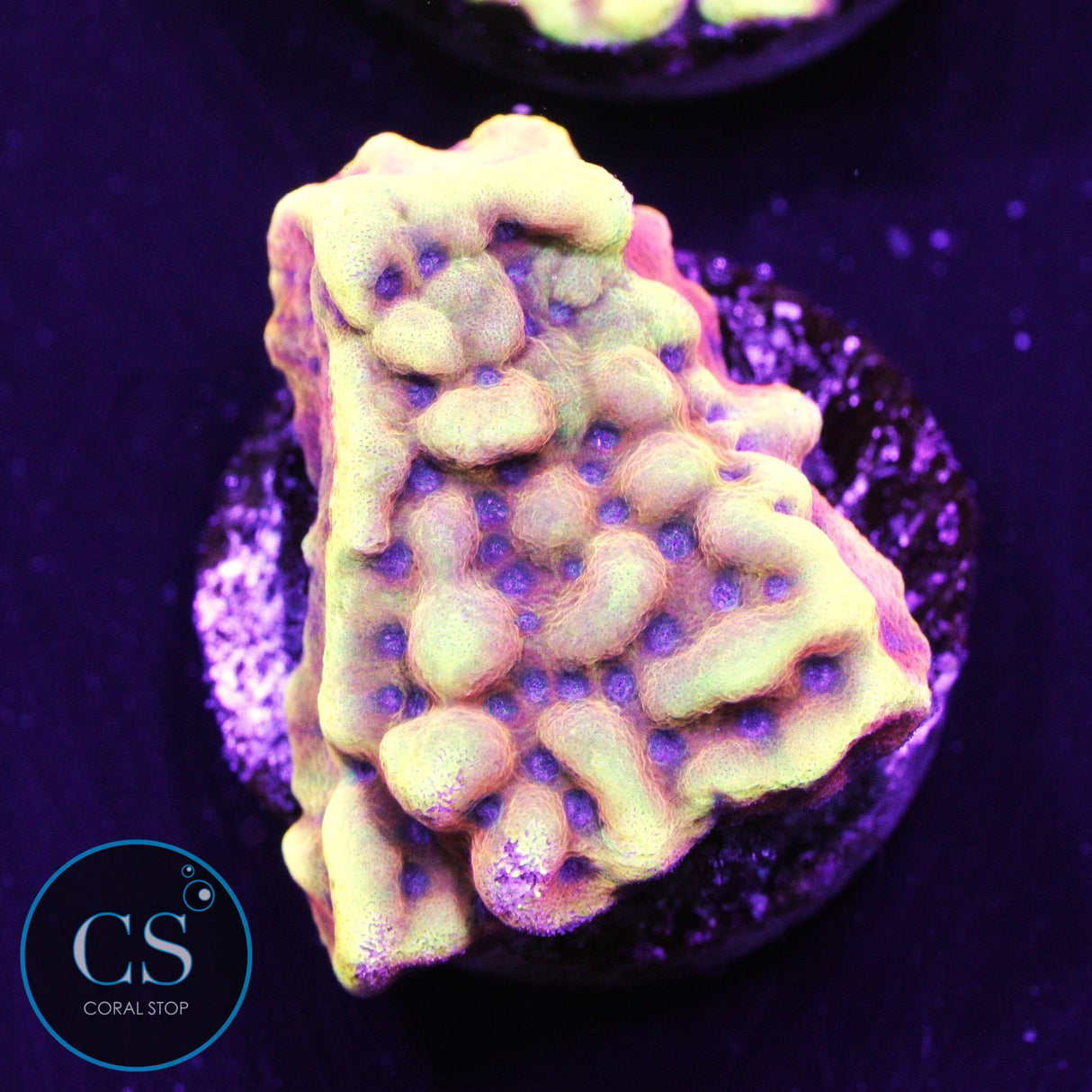 RR Crazy T Montipora