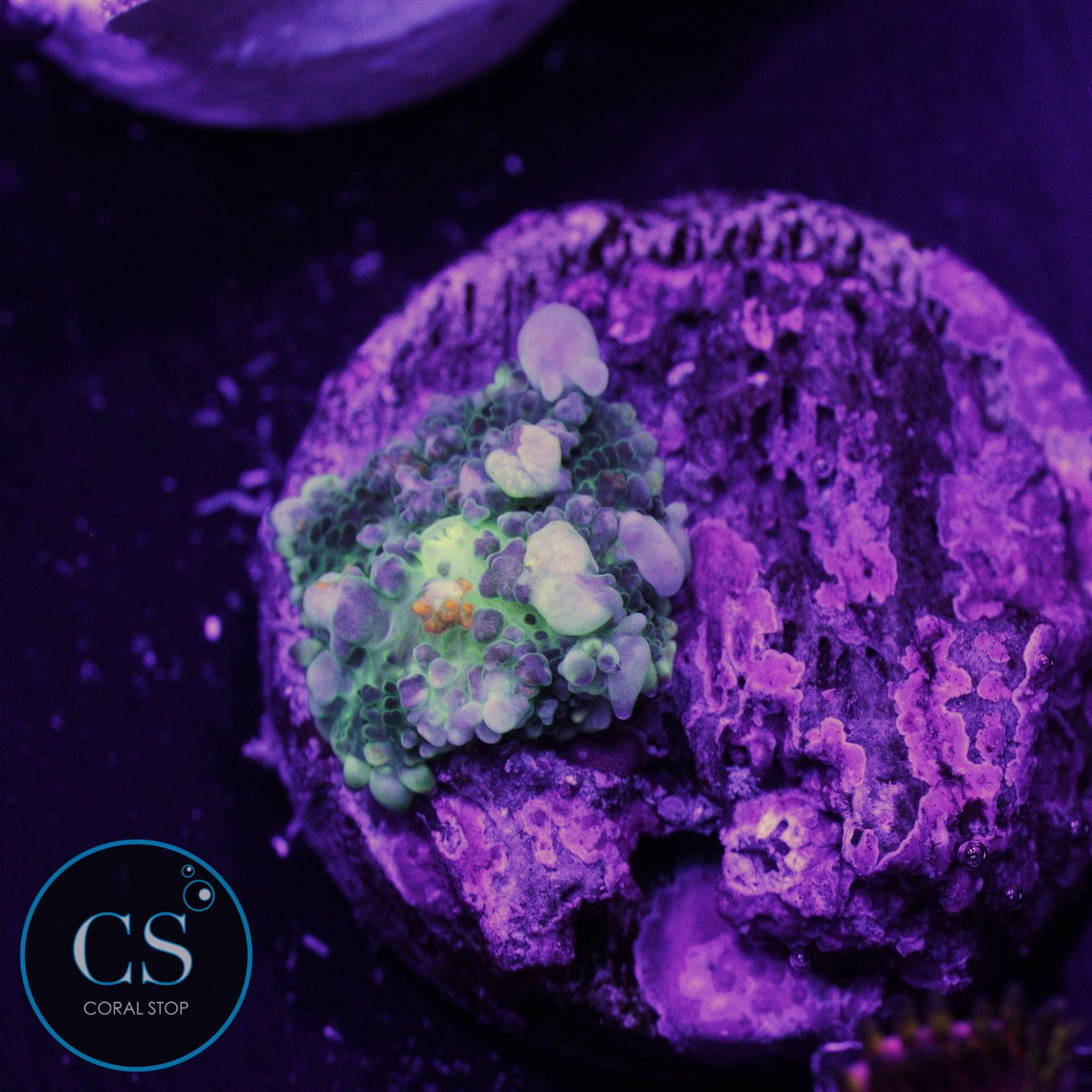 PZ Godspawn Bounce Mushroom