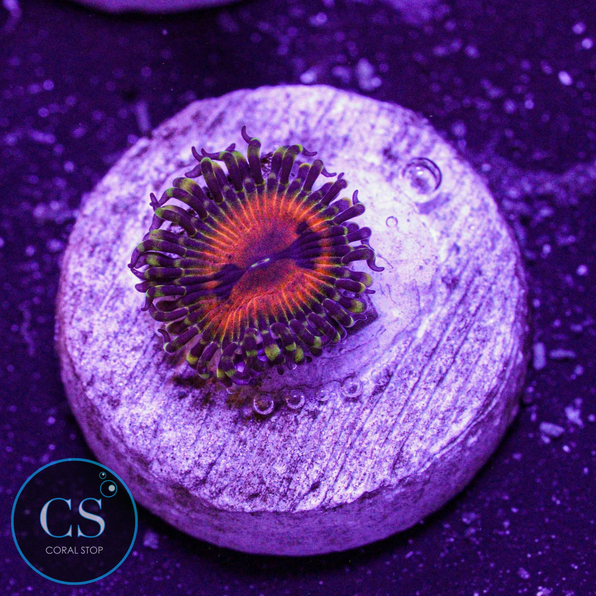 Reverse Hallucination Zoa