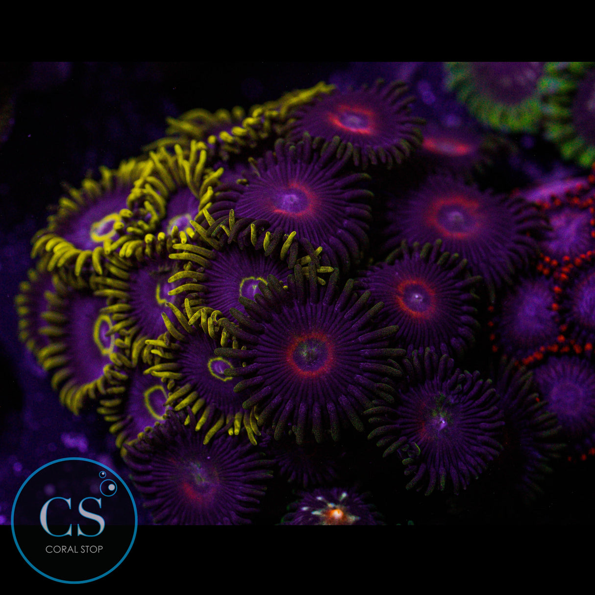 Combo Zoa