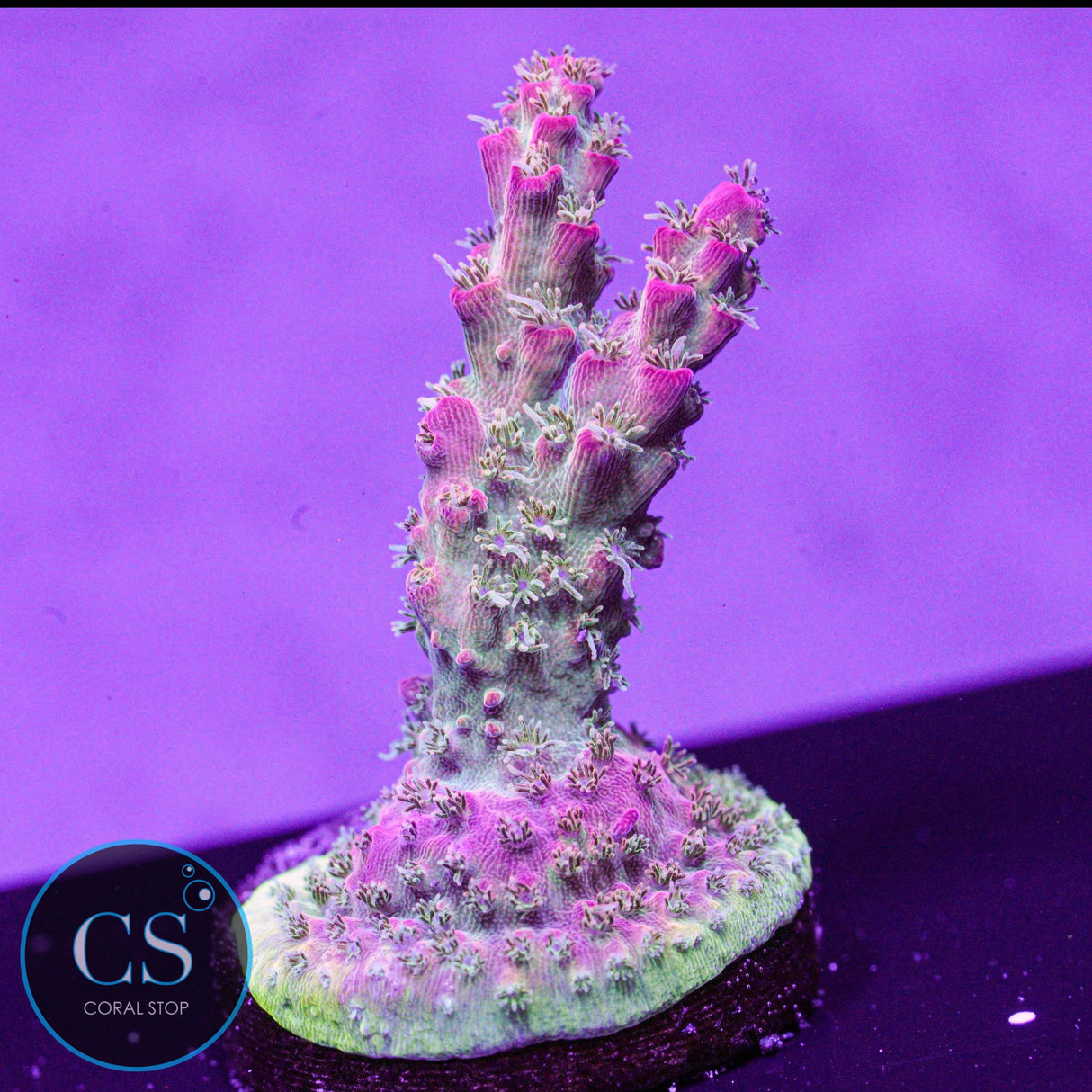 Vivid's Confetti Acro
