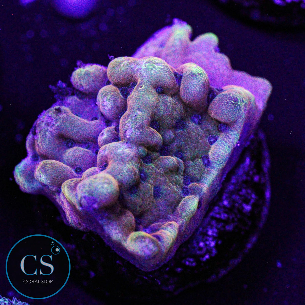 RR Crazy T Montipora
