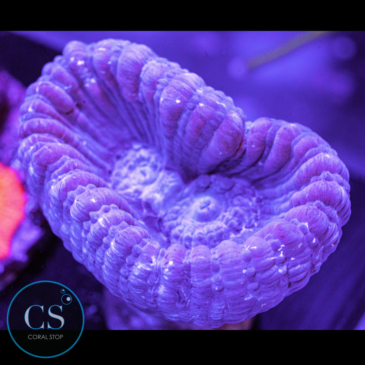 Reef Builders Giant Purple Candy Cane