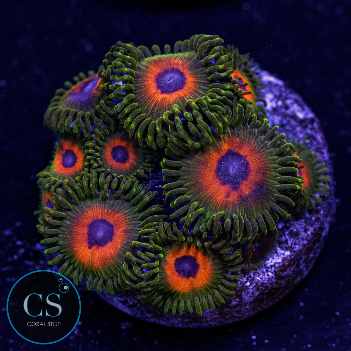 Reverse Rasta Zoa