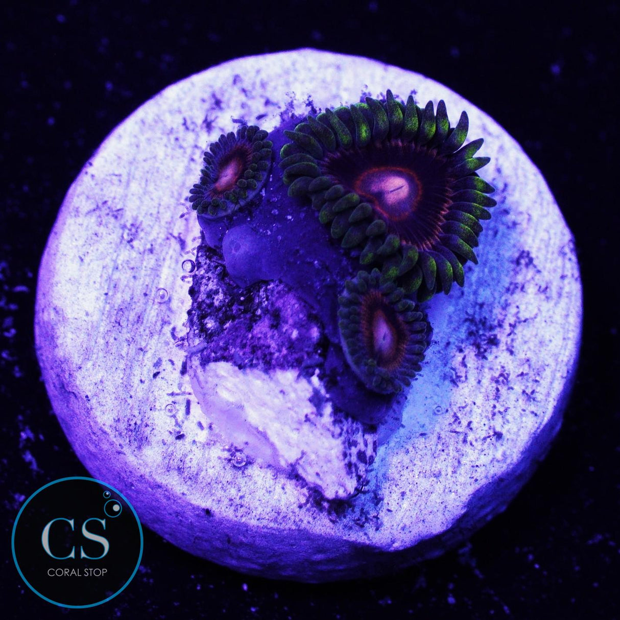 CB King Jawbreaker Hornet