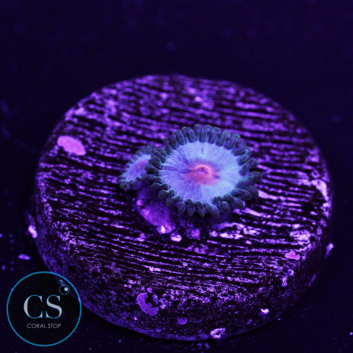 Miami Vice Zoa