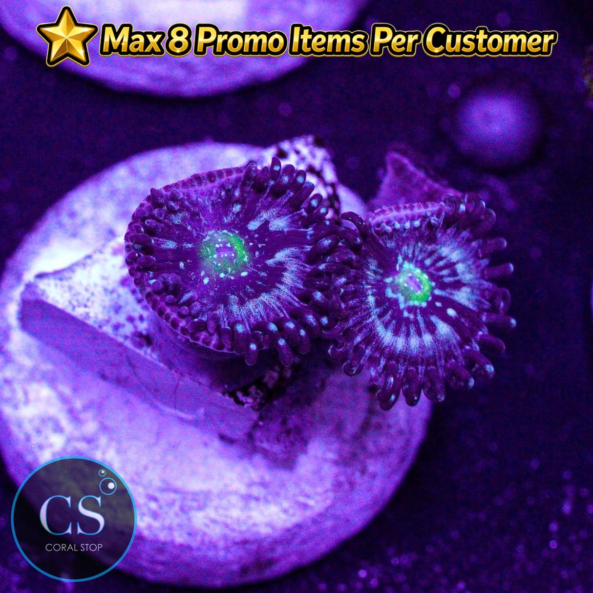 Blue Lagoon Zoa