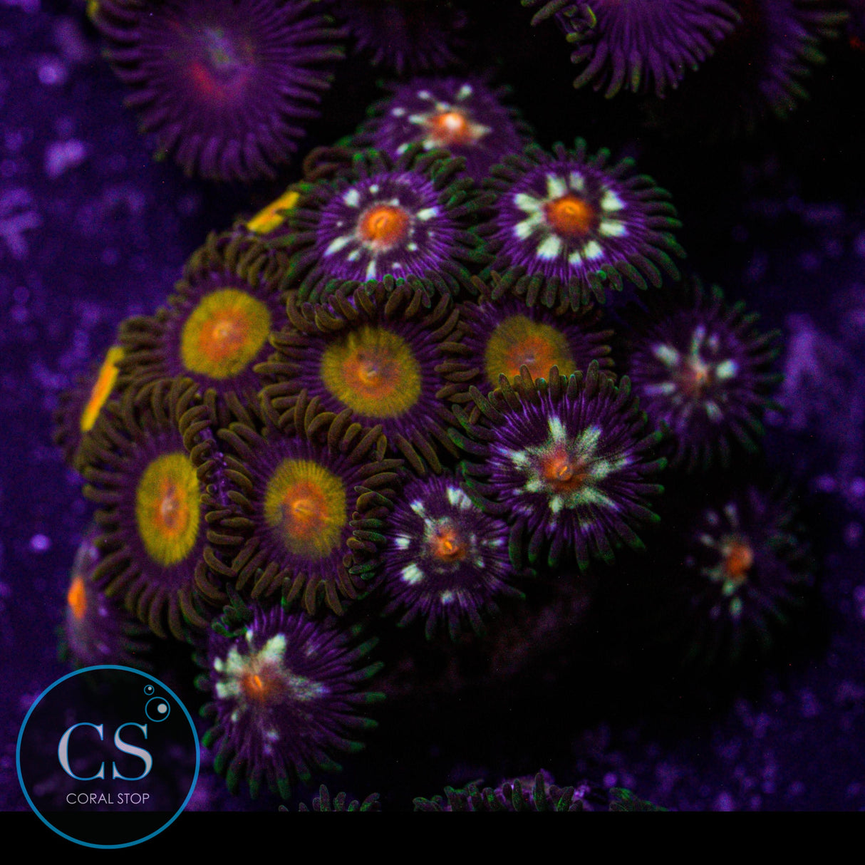Combo Zoa